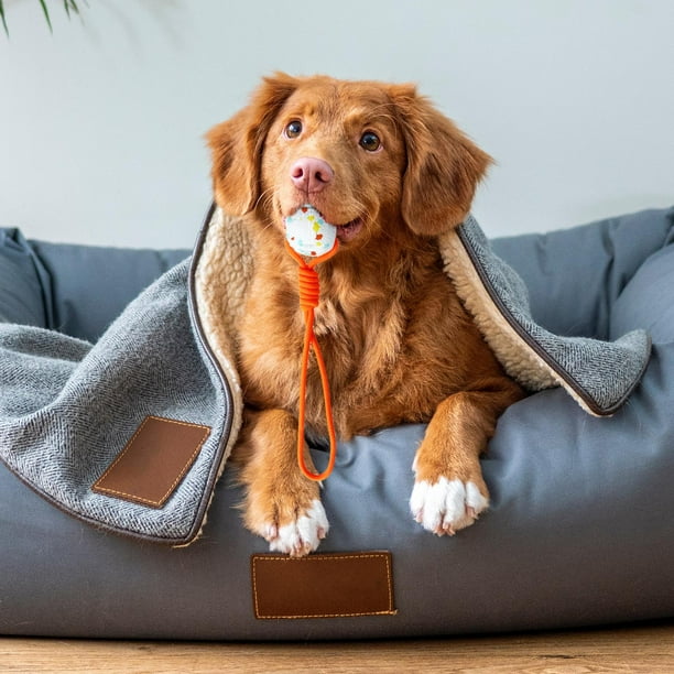 Pets Accessories