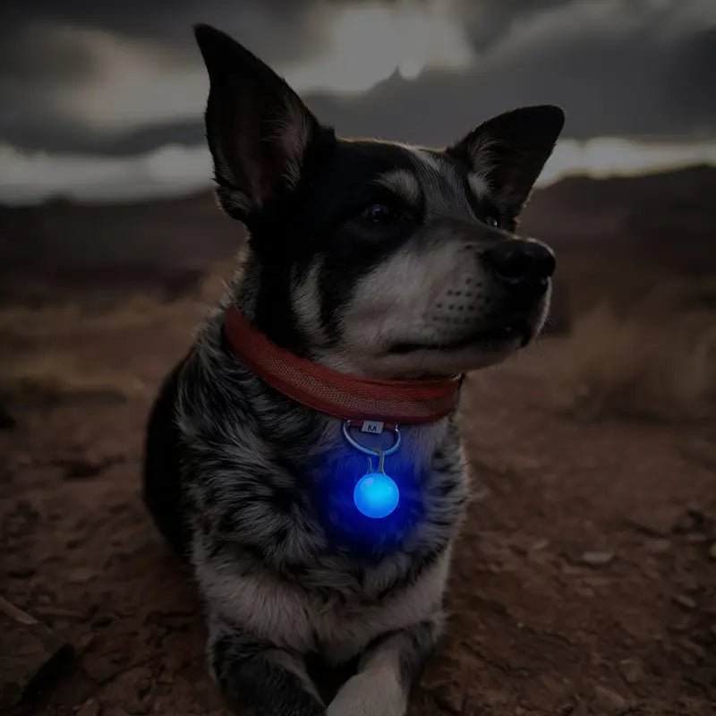 1Pc Bright LED Pet Pendants